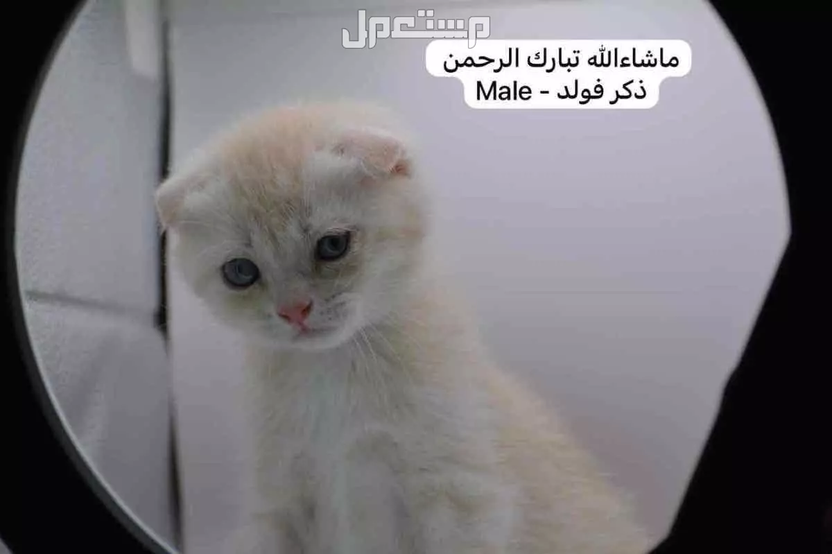 سكوتش فولد وستريت بالوان مميزة