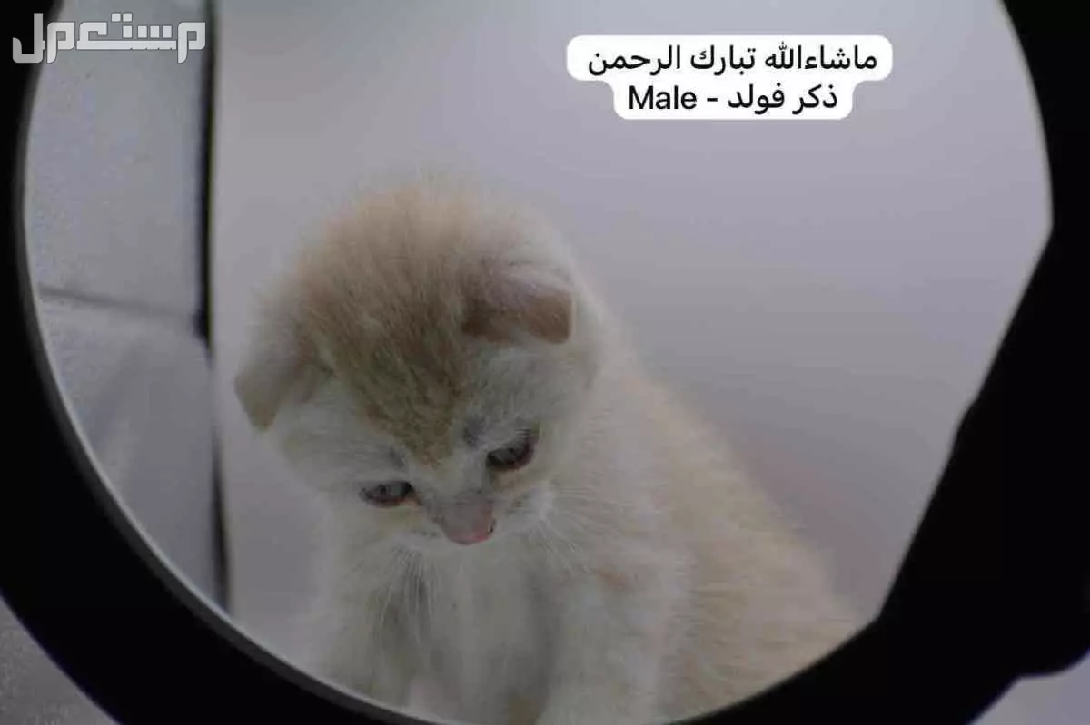 سكوتش فولد وستريت بالوان مميزة