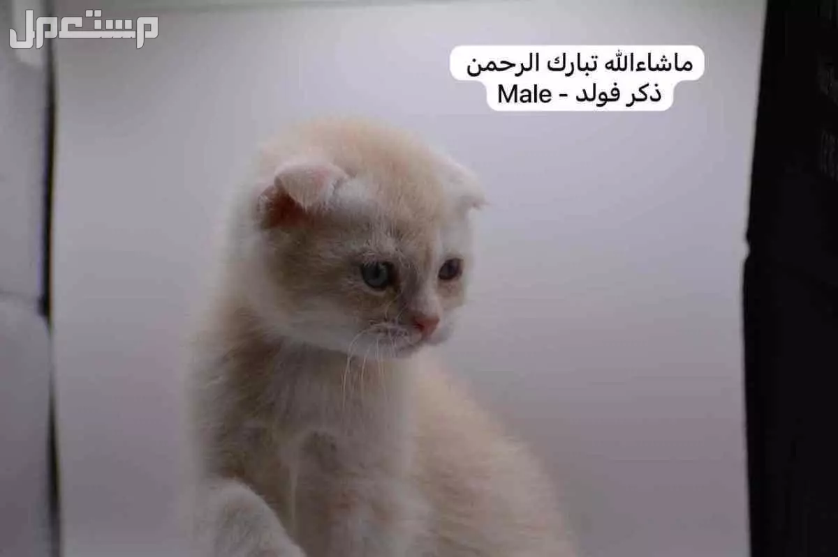 سكوتش فولد وستريت بالوان مميزة