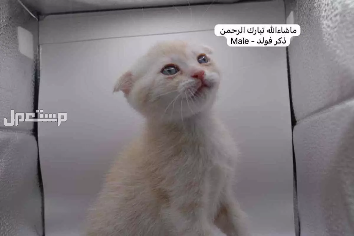 سكوتش فولد وستريت بالوان مميزة