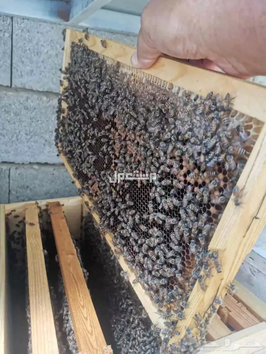يوجد لدي صناديق حديثه نحل ونحل بلدي للبيع نحل للبيعصناذيق حديثه