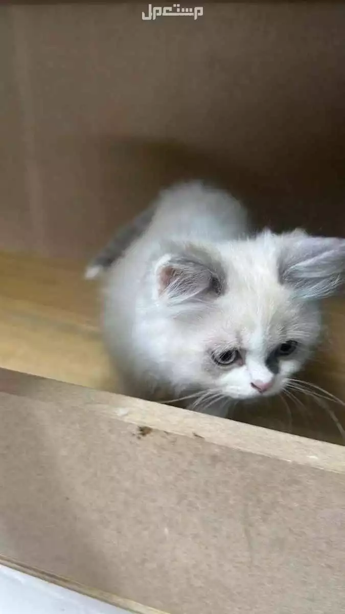 للبيع قطة صغيره ولعوبه وحبوبه بسعر 250 قابل للتفاوض