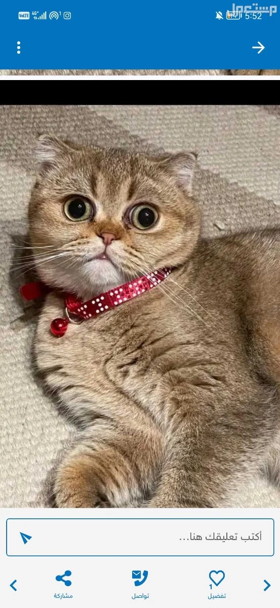 سكوتش فولد جولد للبيع مع أغراضها بسعر مناسب
