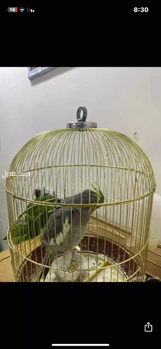 ‏ ‏ ‏كروان أليف ‏للبيع ‏لا يوجد توصيل والسعر 200