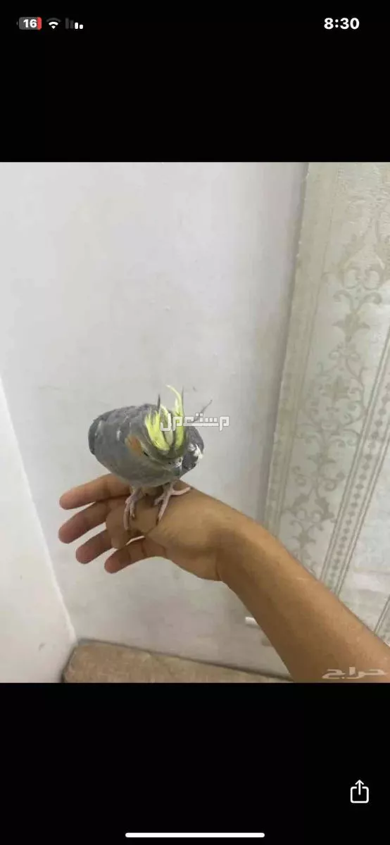 ‏ ‏ ‏كروان أليف ‏للبيع ‏لا يوجد توصيل والسعر 200
