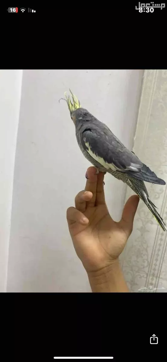 ‏ ‏ ‏كروان أليف ‏للبيع ‏لا يوجد توصيل والسعر 200