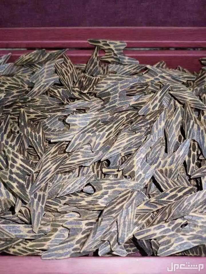 عود التايقر الفيتنامي المشروط لايفوتك