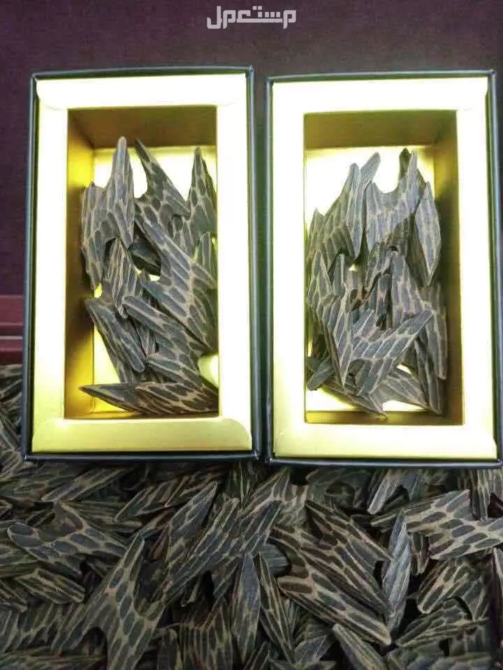 عود التايقر الفيتنامي المشروط لايفوتك