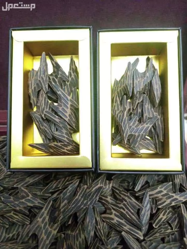 عود التايقر الفيتنامي المشروط لايفوتك