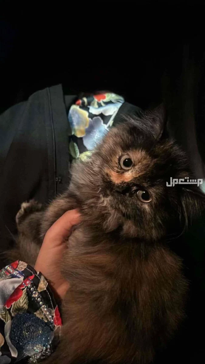 للبيع قطه شيرازي انثى العمر 4 شهور متعوده على التر بكس