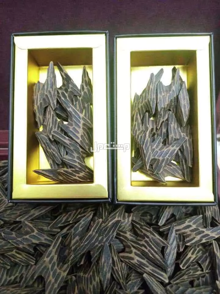 عود التايقر الفيتنامي الفاخر مشروط