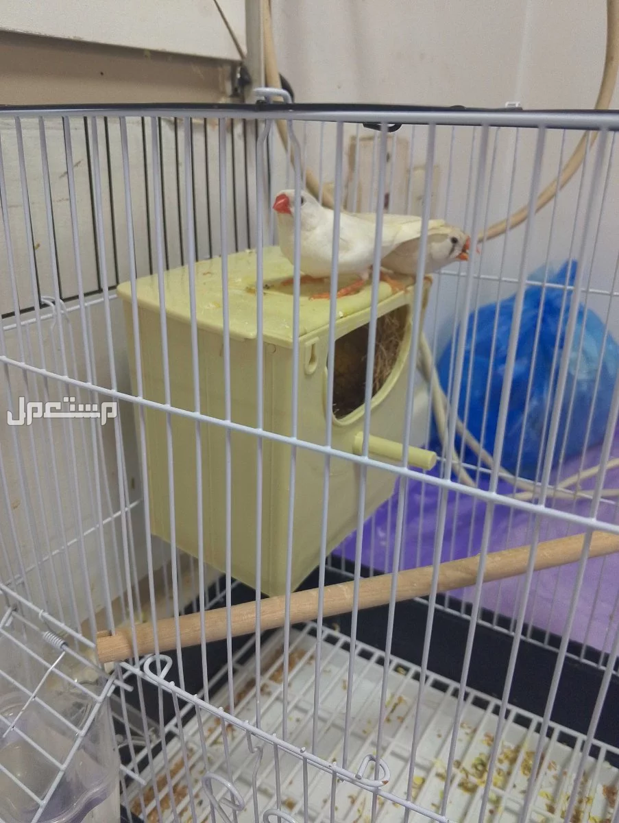 للبيع زوج طيور زيبرا بالون أبيض النوع: زيبرا بالون أبيض (ذكر وأنثى) الطيور بصحة ممتازة ونظيفة جاهزين للتزاوج   البيع للأفراد الجادين فقط
