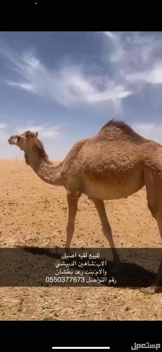 لقيه اصيل للبيع وسلالتها طيبه في نجران بسعر 10 آلاف ريال سعودي لقيه اصيل طيبه 
الاب:شاهين الدبيشي
والام:بنت رعد بطشان