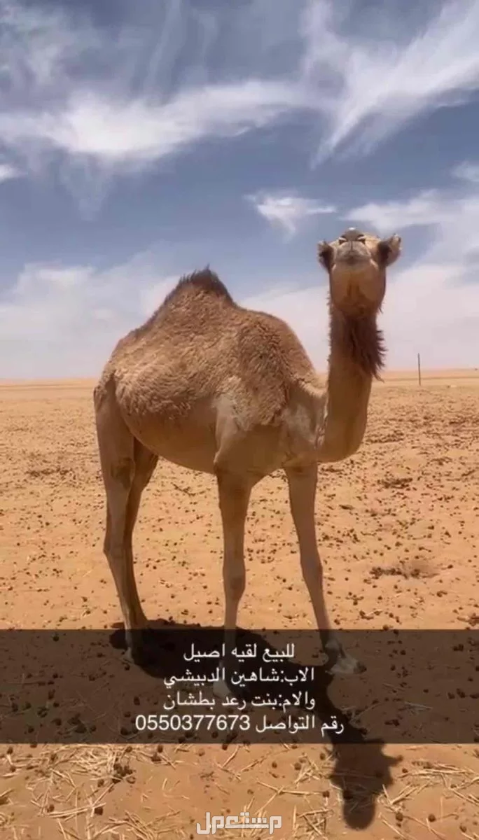 لقيه اصيل للبيع وسلالتها طيبه في نجران بسعر 10 آلاف ريال سعودي لقيه اصيل طيبه 
الاب:شاهين الدبيشي
والام:بنت رعد بطشان
