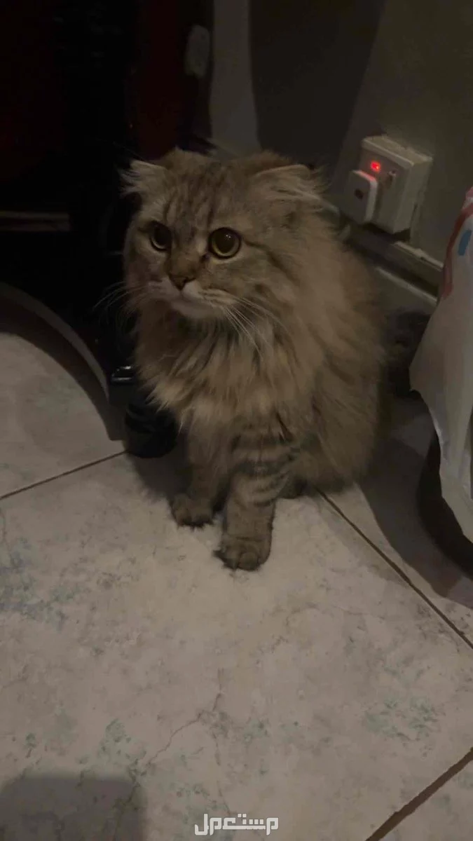 قطه للبيع لعووبه جدا وانتاجها جميل