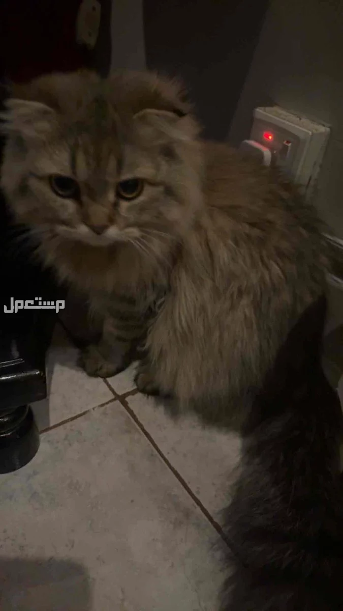 قطه للبيع لعووبه جدا وانتاجها جميل