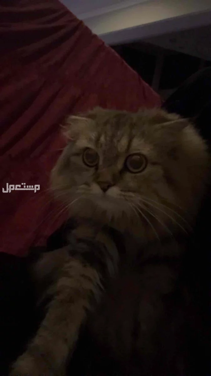 قطه للبيع لعووبه جدا وانتاجها جميل