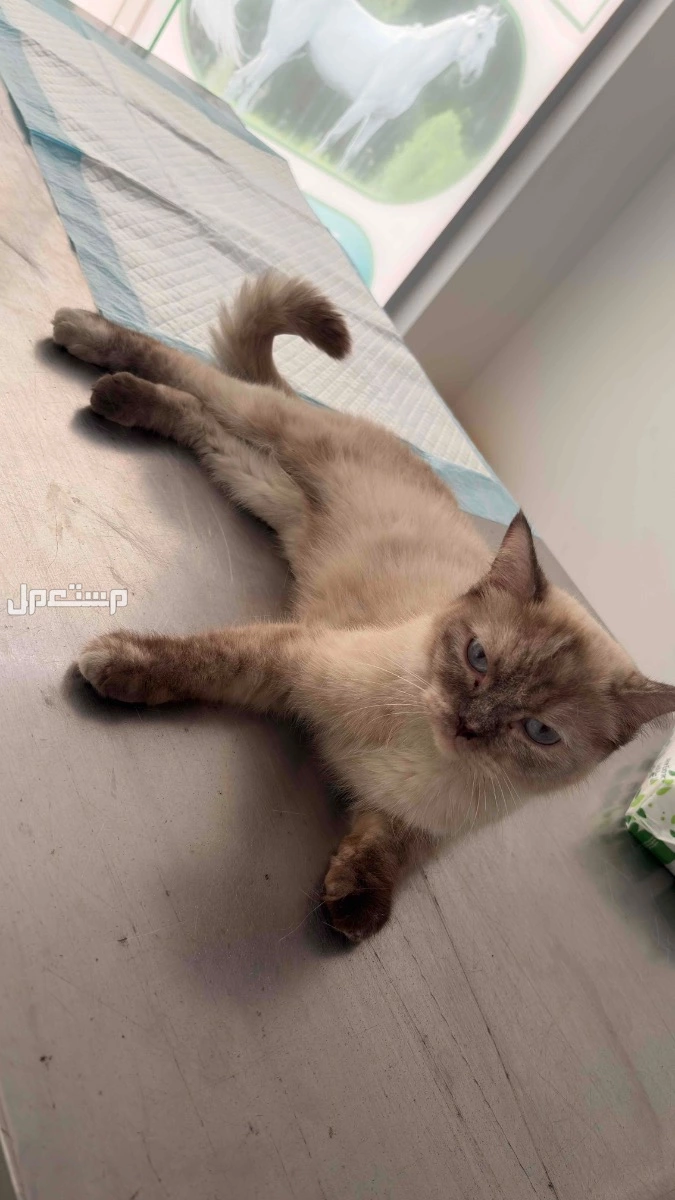 في الدمام بسعر 350  بسه نوع الهملايا في حي الفرسان