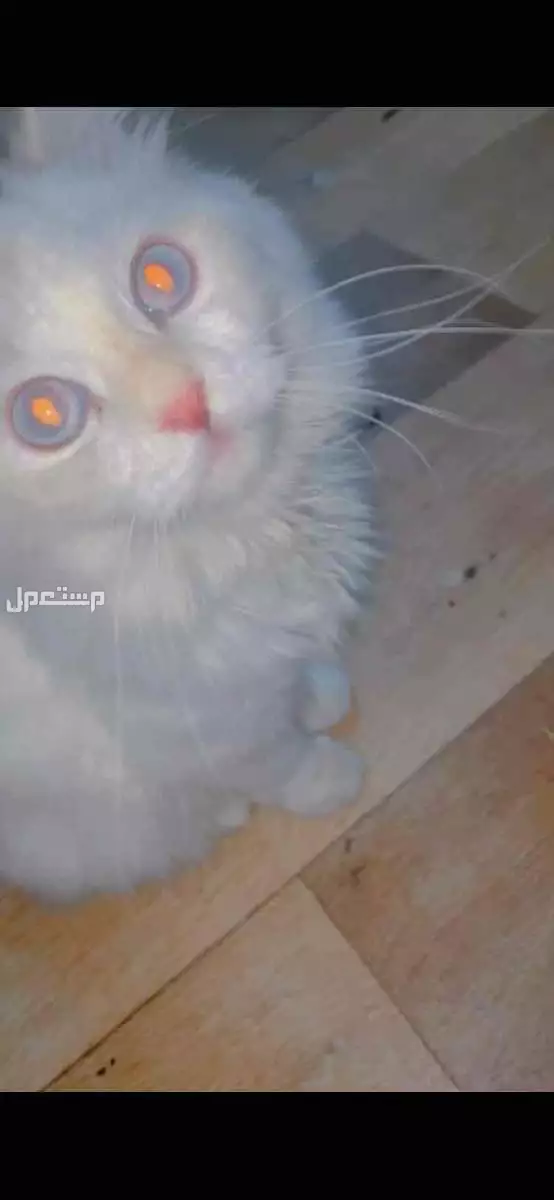للبيع قطوه نظيفه مافيهاااا ولا شي