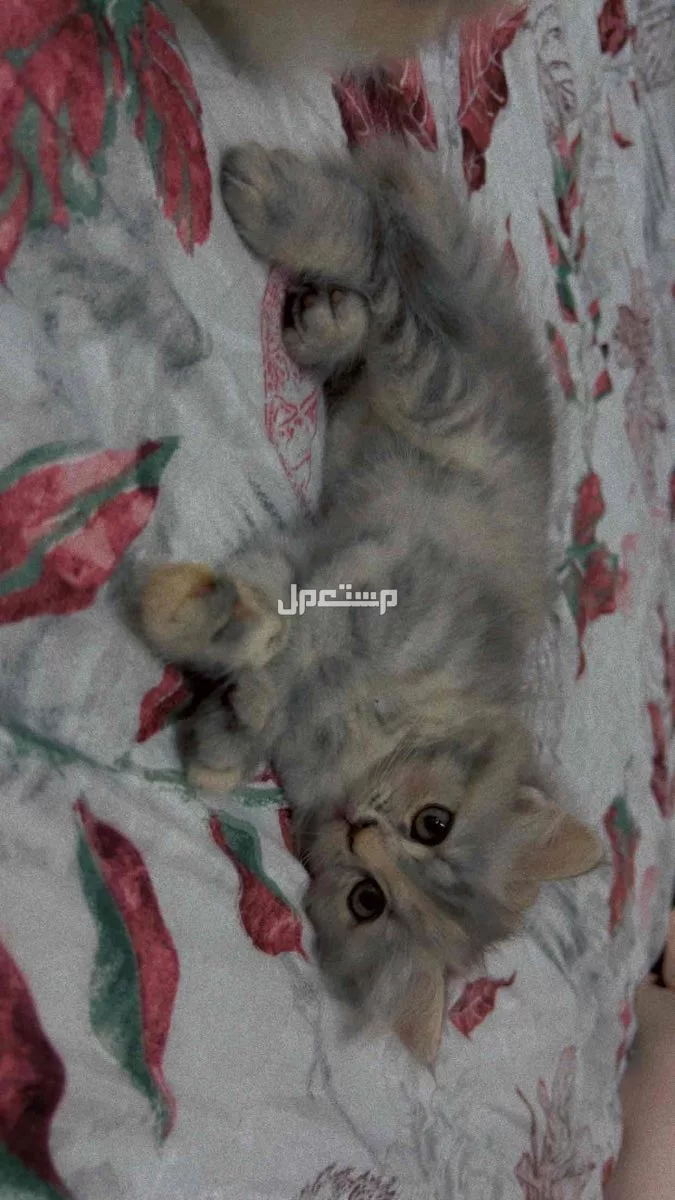 السلام عليكم قطط شيرازي العمر شهر و15 يوم الحجم جامبو ماشا الله تبارك الرحمن الالوان بتجنن نضيفين جدا متعودين على اللتر بوكس وبياكلو دراي فود ودجاج مسلوق التواصل خاص او واتس