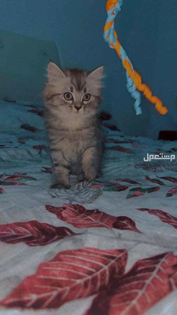 السلام عليكم قطط شيرازي العمر شهر و15 يوم الحجم جامبو ماشا الله تبارك الرحمن الالوان بتجنن نضيفين جدا متعودين على اللتر بوكس وبياكلو دراي فود ودجاج مسلوق التواصل خاص او واتس