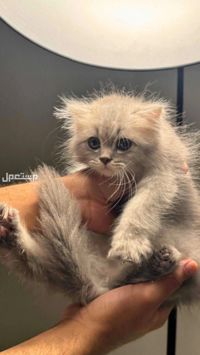 قطط للبيع كيتن في الرياض بسعر 300 ريال سعودي