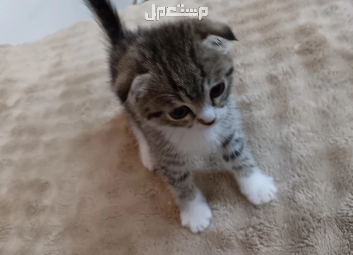 بيع قط كتن ذكر سكوتش فولد بسعر رمزي قط سكوتش فولد

جنس: ذكر

عمر شهرين

صحه ممتازه

يعرف ليتر بوكس

ياكل دراي فود او