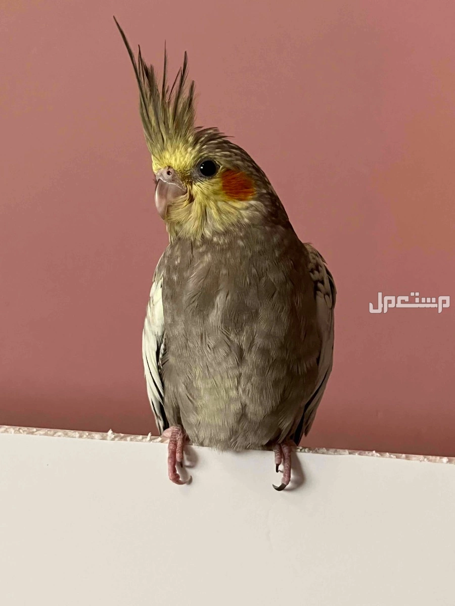 فرخ كروان اليف عمره شهرين في الطائف بسعر 190 ريال سعودي