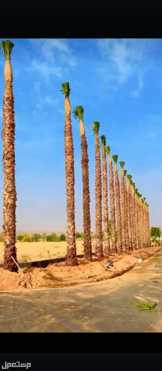شبوك مضلات هناجرتراث نخل عربي واشنطون واشجار زيتون سدر جميع انواع الأشجار بسعر 5 آلاف