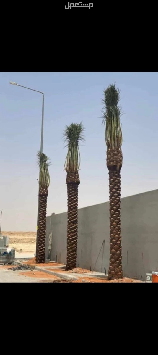 شبوك مضلات هناجرتراث نخل عربي واشنطون واشجار زيتون سدر جميع انواع الأشجار بسعر 5 آلاف