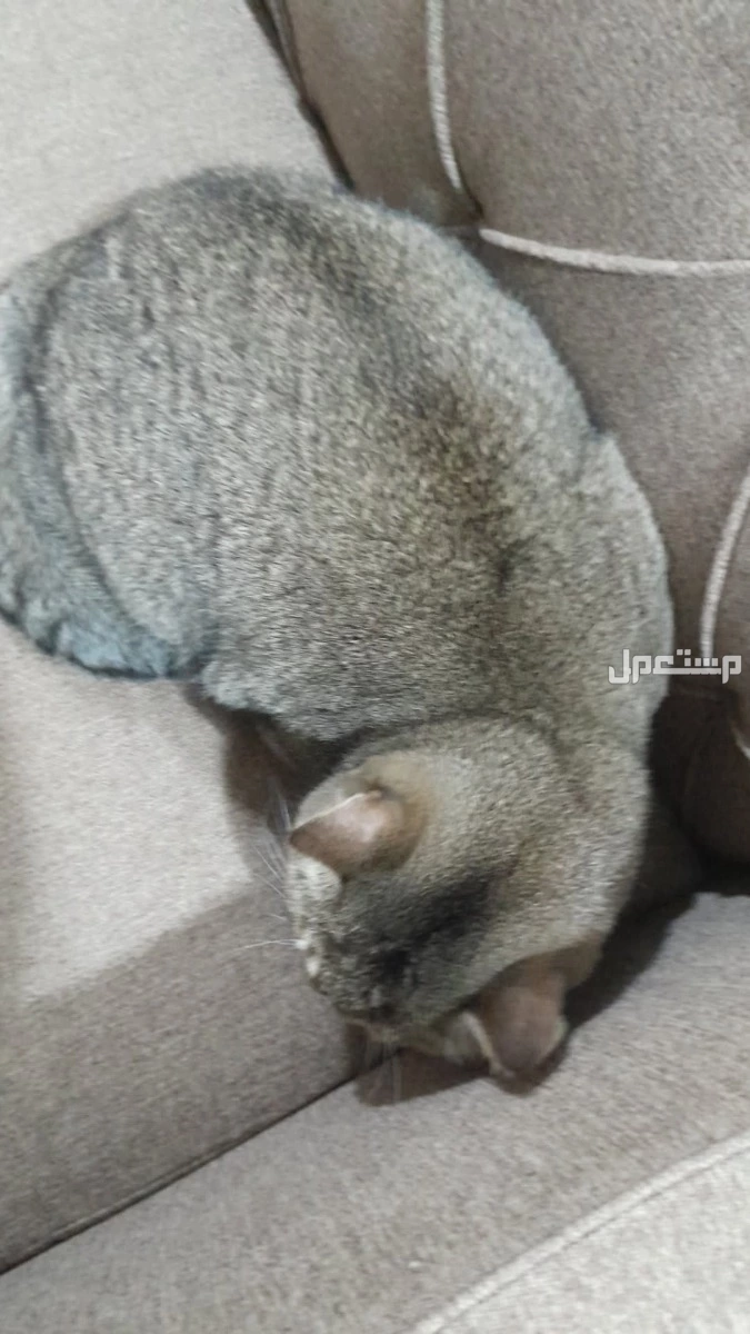 قط سكوتش ستريت للبيع بسعر 1500