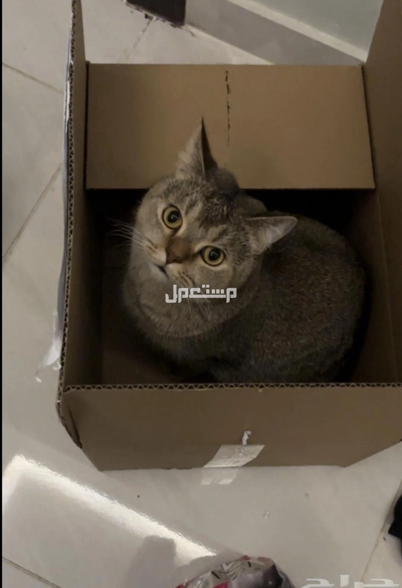قط سكوتش ستريت للبيع بسعر 1500