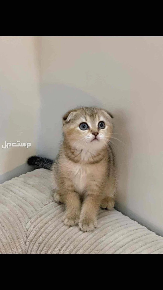 للبيع قطط سكواتش العمر شهرين في الجبيل