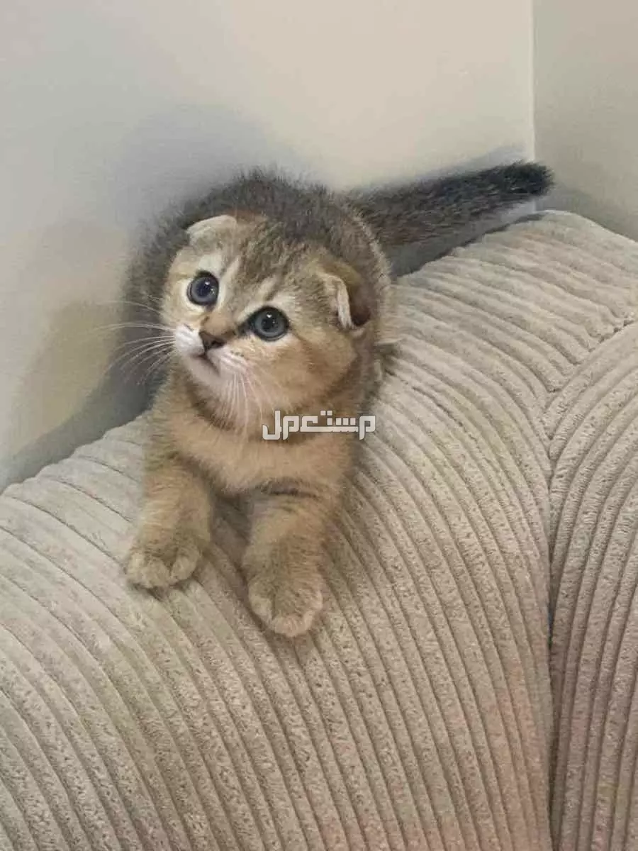 للبيع قطط سكواتش العمر شهرين في الجبيل
