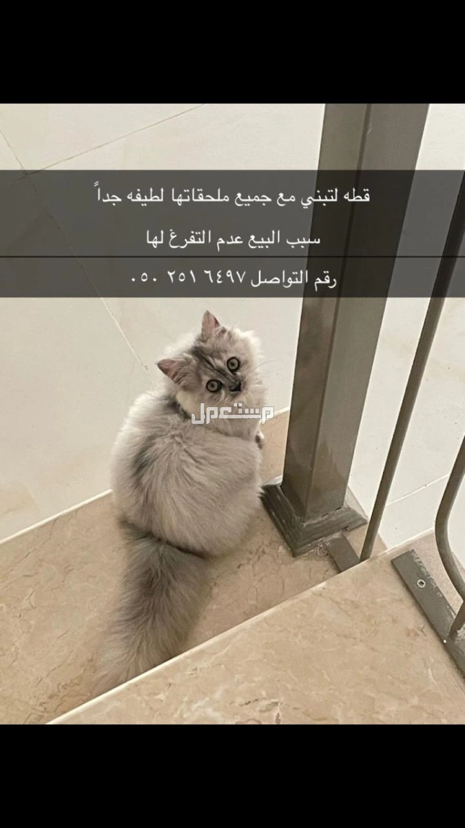 بسه للبيع تواصل خاص  في الدمام بسعر 200 ريال سعودي