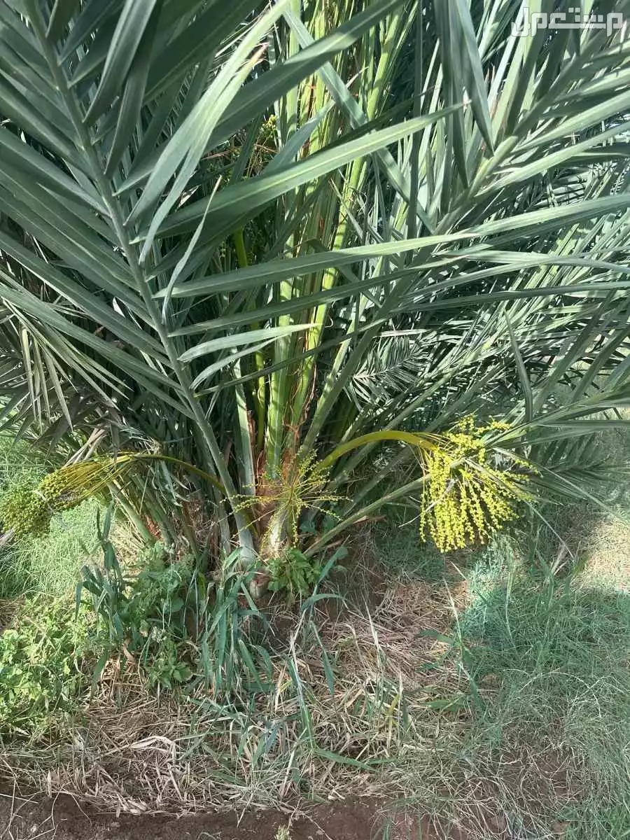 تصدير جميع انواع وأحجام النخيل