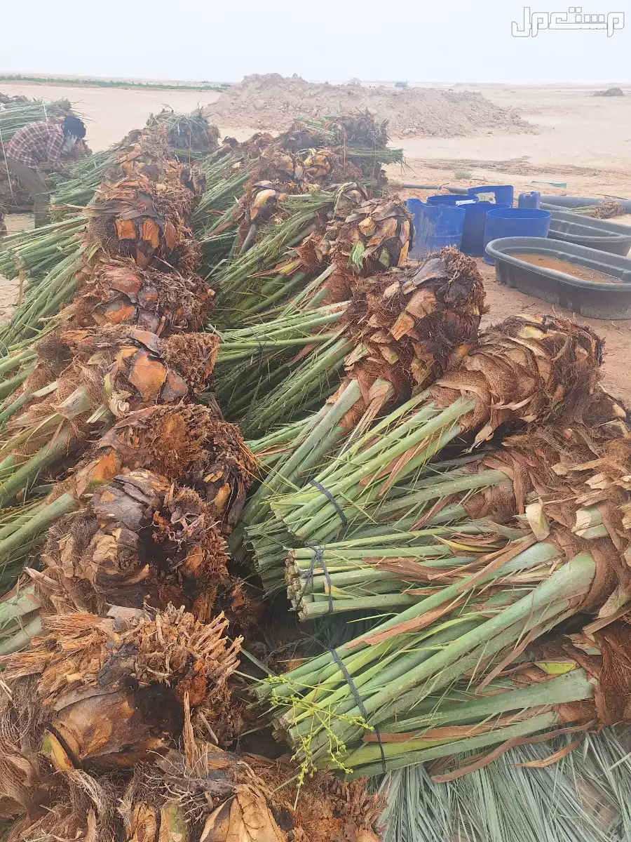 تصدير جميع انواع وأحجام النخيل