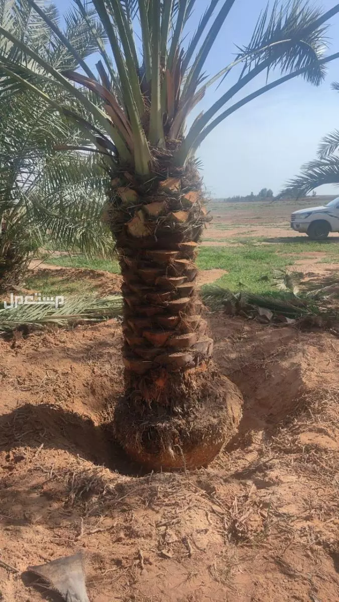 تصدير جميع انواع وأحجام النخيل