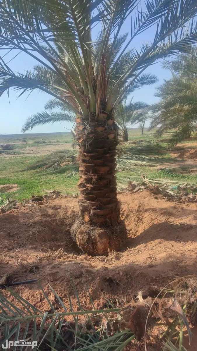 تصدير جميع انواع وأحجام النخيل