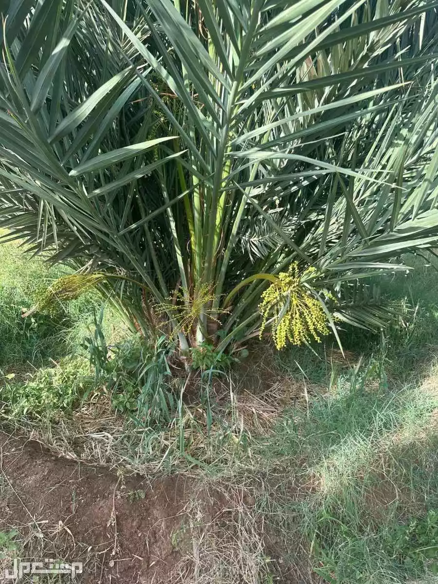تصدير جميع انواع وأحجام النخيل