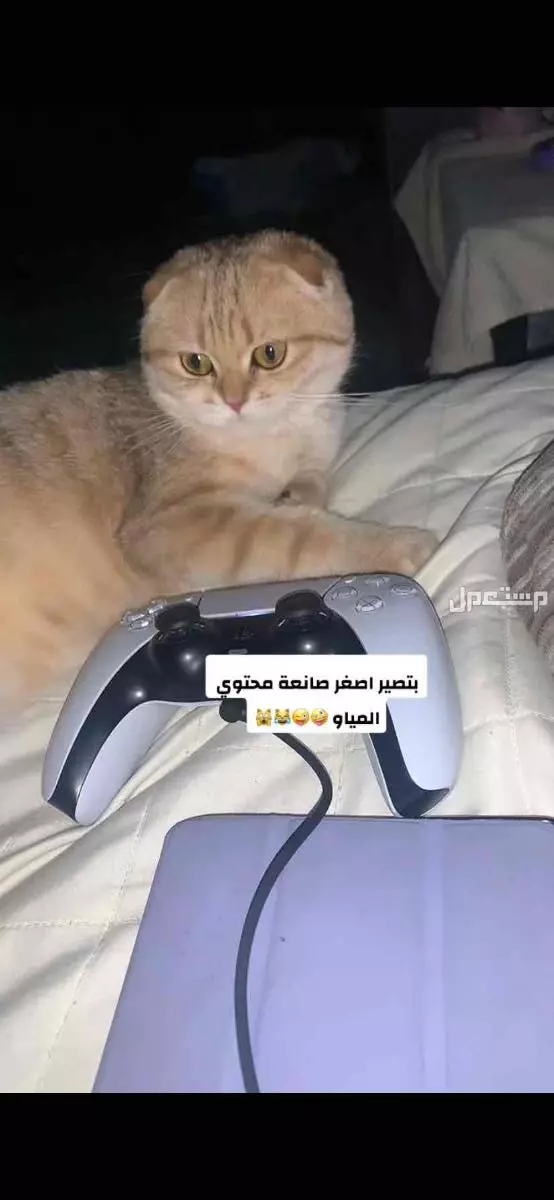 قطة سكواتش فولد قولد للبيع بسعر 800 ريال
