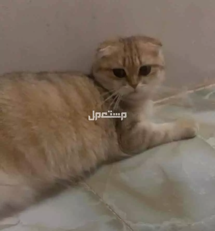 قطة سكواتش فولد قولد للبيع بسعر 800 ريال