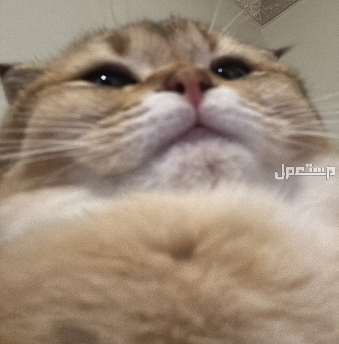 سكوتش فولد للبيع في الرياض بسعر