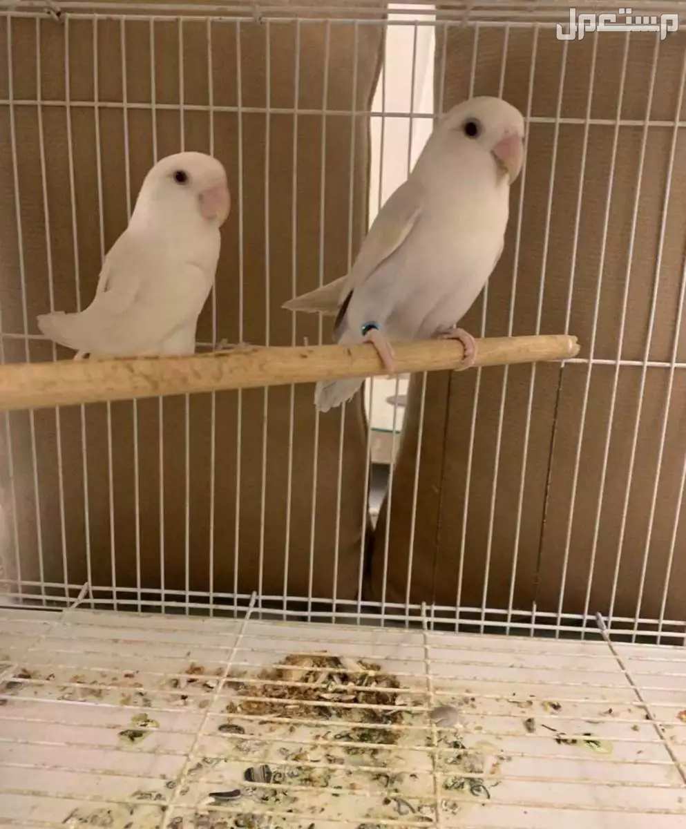 طيور او ببغاء روز 🦜 منتجين ماشاءالله للبيع في مكه المكرمة