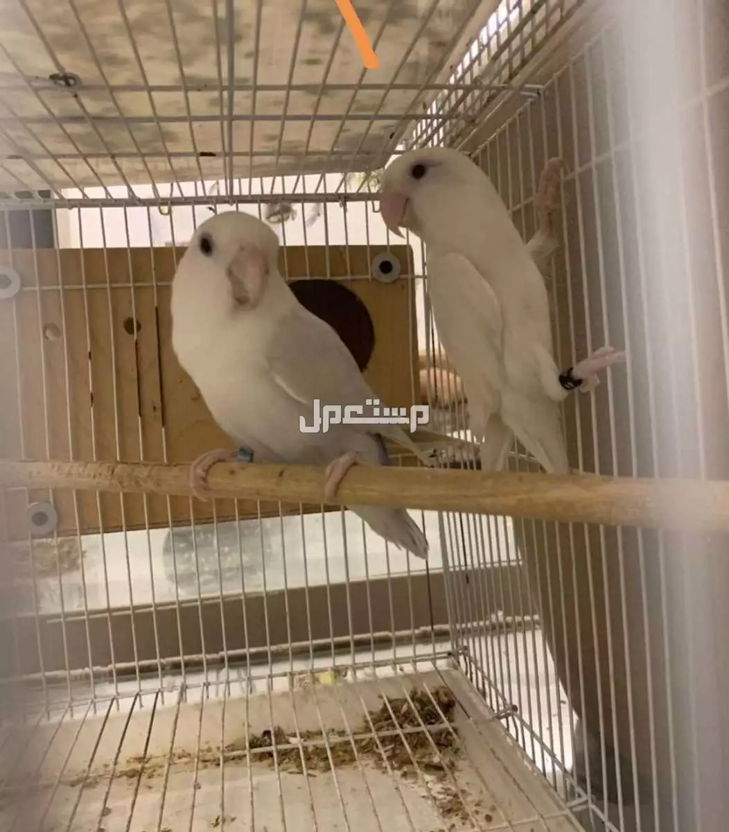 طيور او ببغاء روز 🦜 منتجين ماشاءالله للبيع في مكه المكرمة