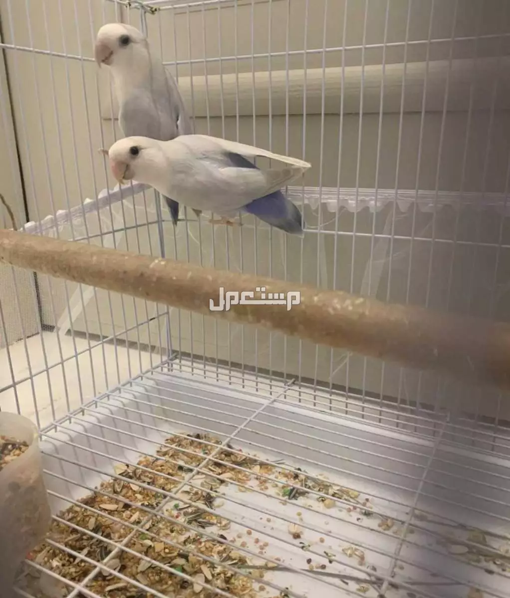 طيور او ببغاء روز 🦜 منتجين ماشاءالله للبيع في مكه المكرمة