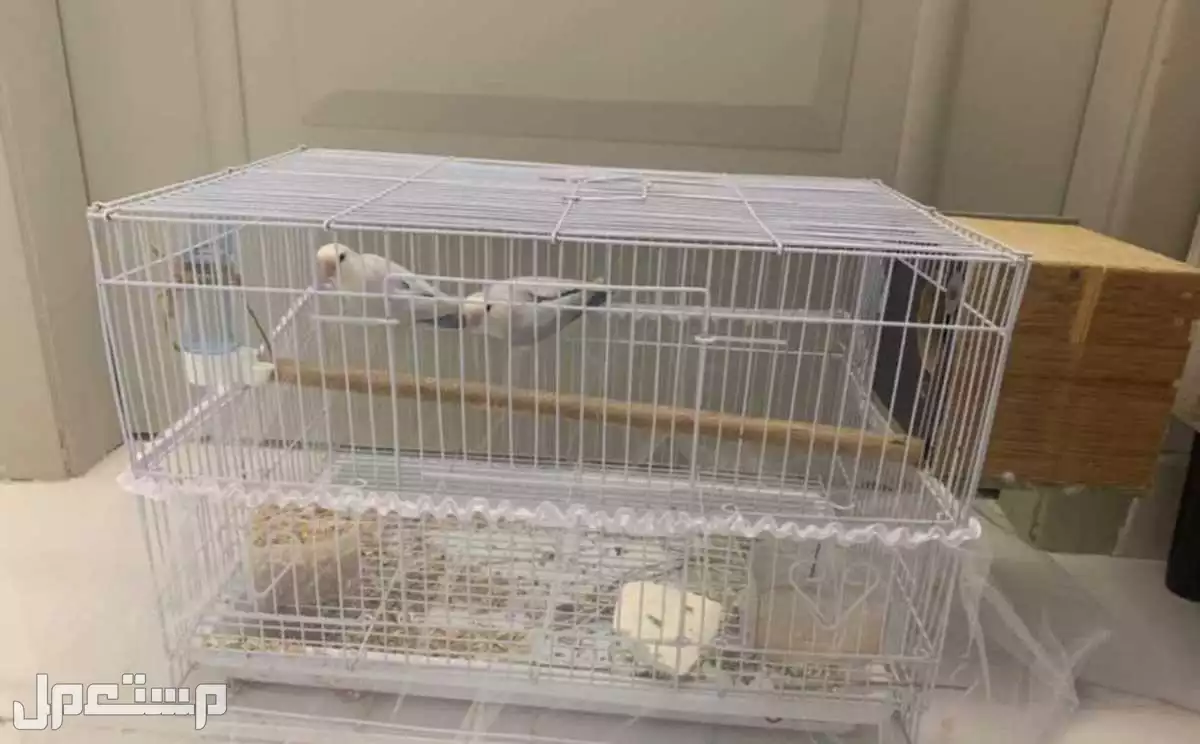 طيور او ببغاء روز 🦜 منتجين ماشاءالله للبيع في مكه المكرمة