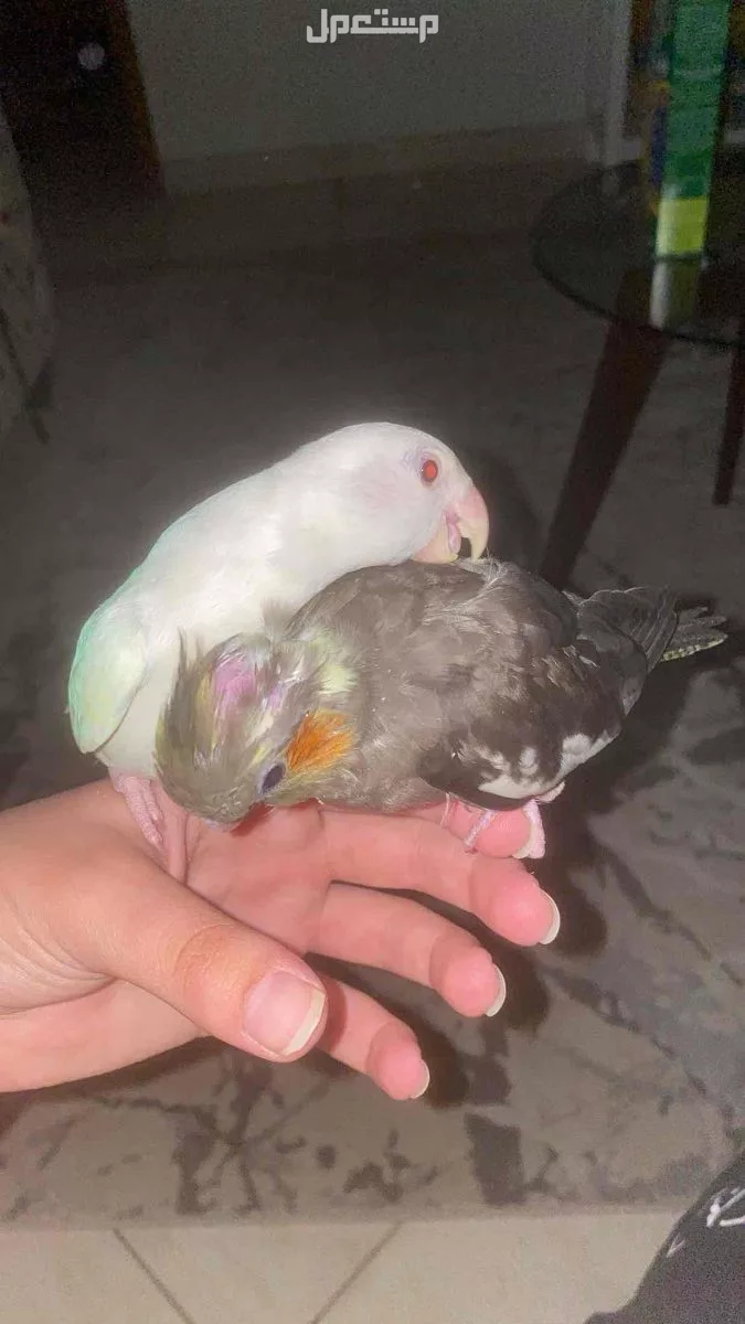 للبيع كروان عمره شهرين مفطوم واليف جداً