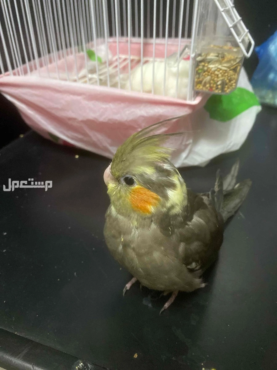 للبيع كروان عمره شهرين مفطوم واليف جداً