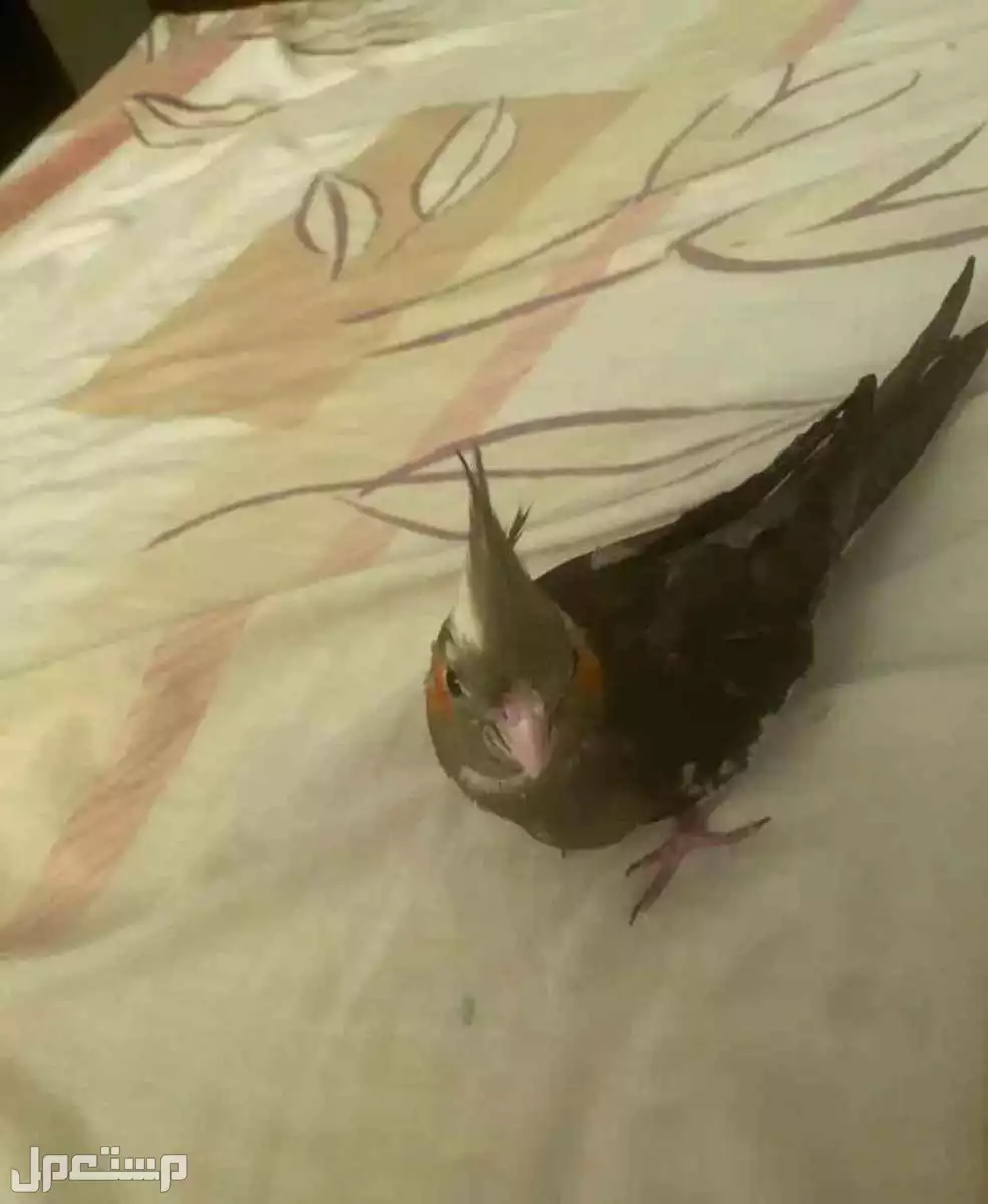للبيع كروان عمره شهرين مفطوم واليف جداً